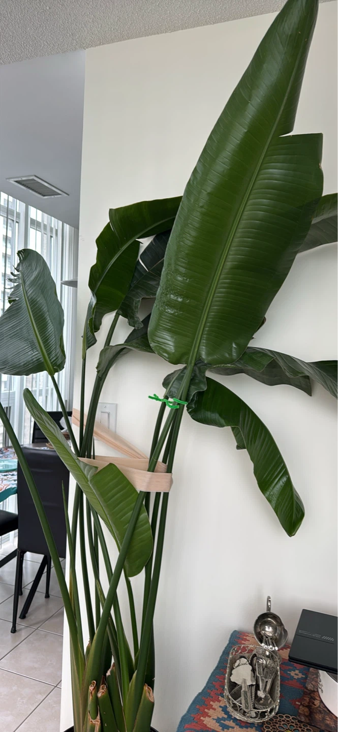 Bird of Paradise Plant