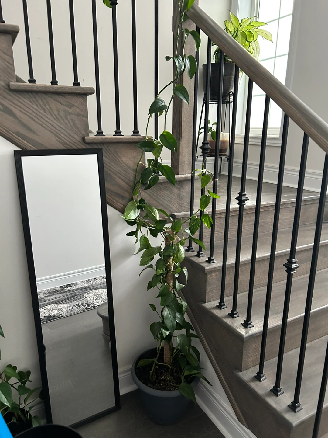 Pothos Plant in Grey Pot - photo 2