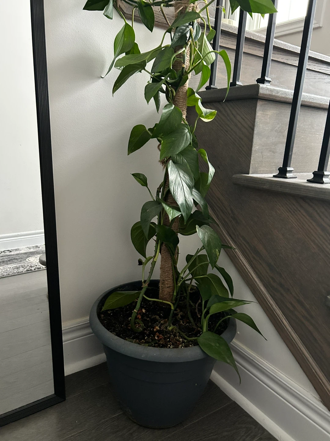 Pothos Plant in Grey Pot