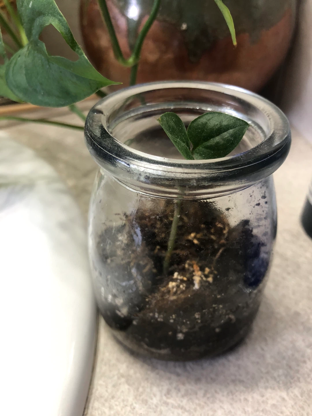 ⚽️ Mini Terrarium with new ZZ plant & moss
