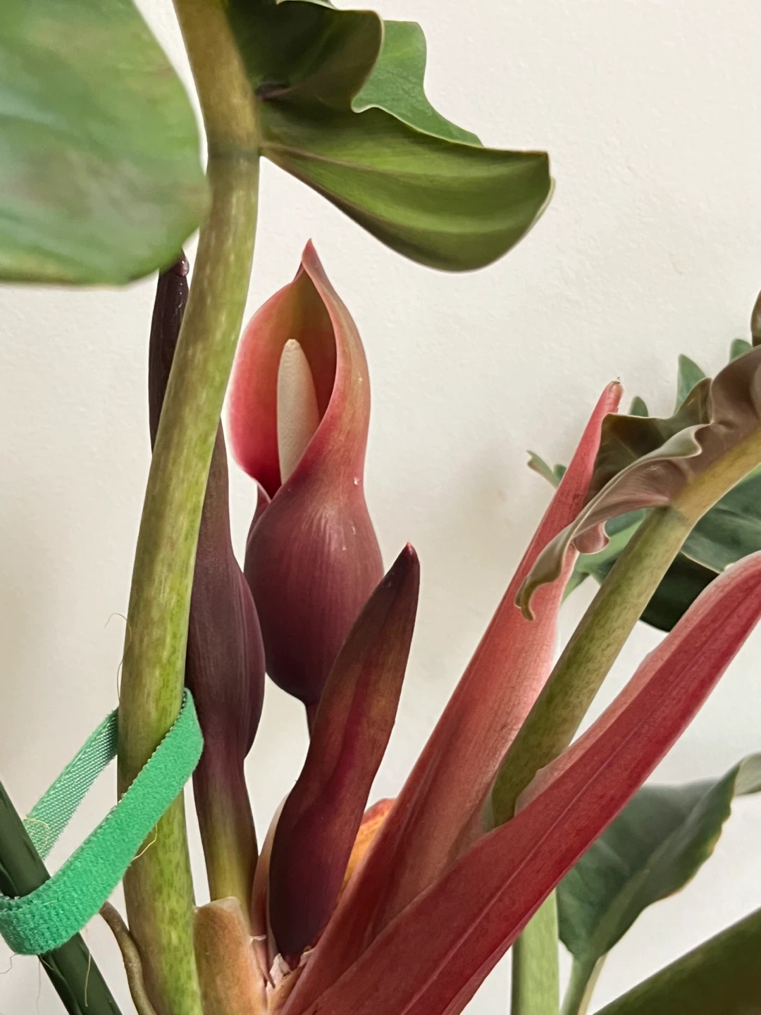 Large healthy Philodendron Narrows in 9”pot - photo 3