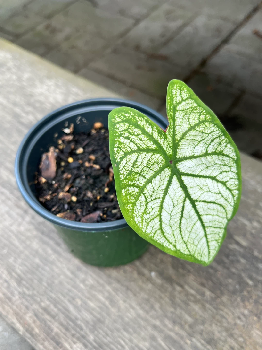 Plant bundle-Caladium & Sansevieria Moonshine& Variegated ivy - photo 2