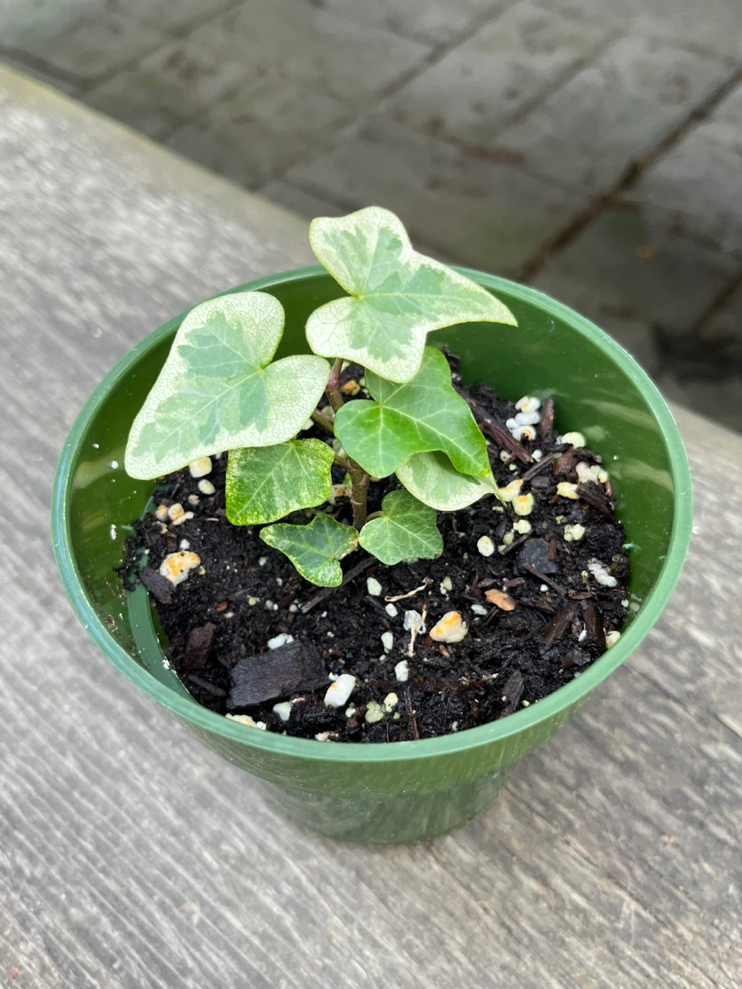 Plant bundle-Caladium & Sansevieria Moonshine& Variegated ivy - photo 3