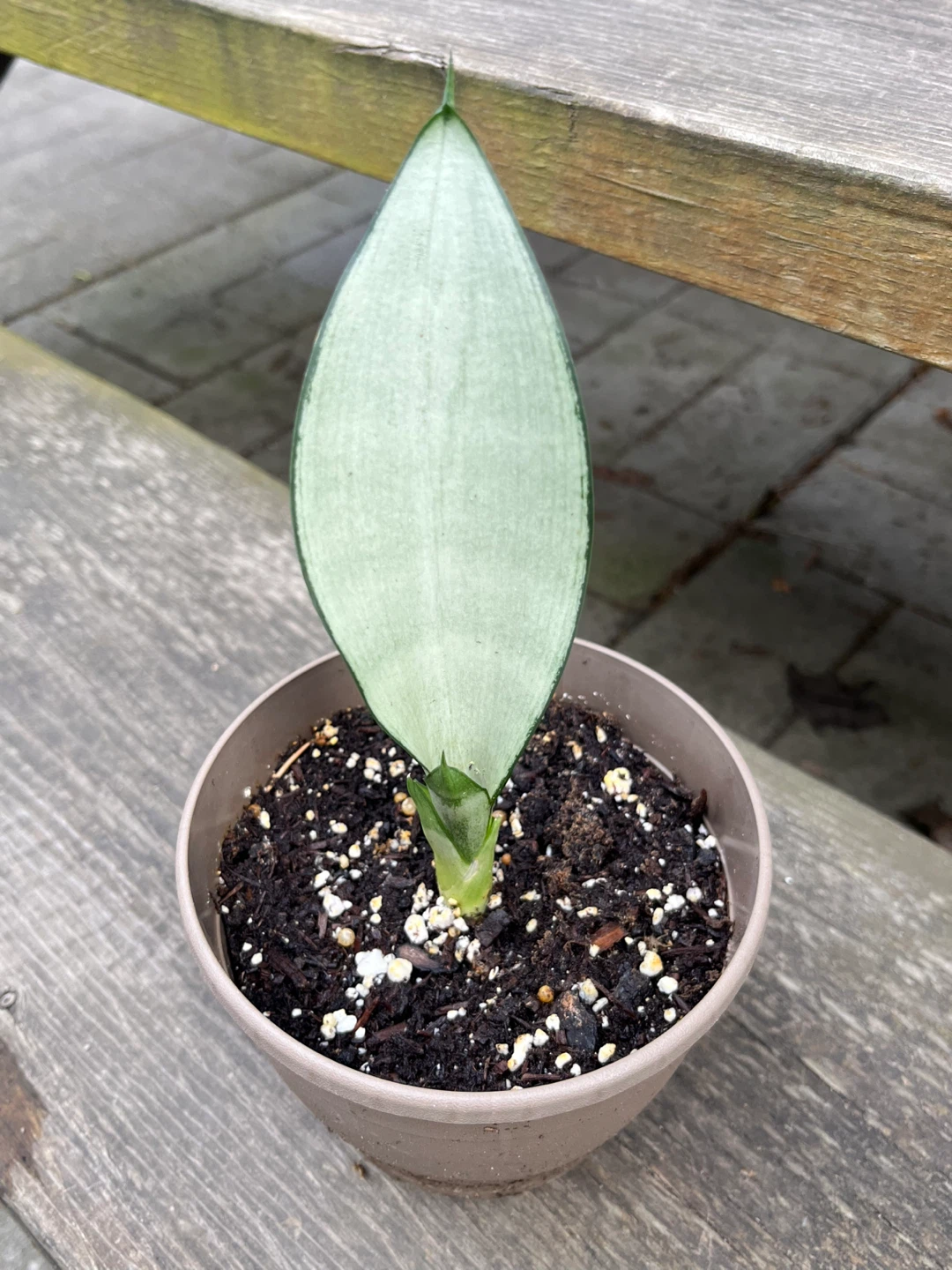Plant bundle-Caladium & Sansevieria Moonshine& Variegated ivy - photo 4