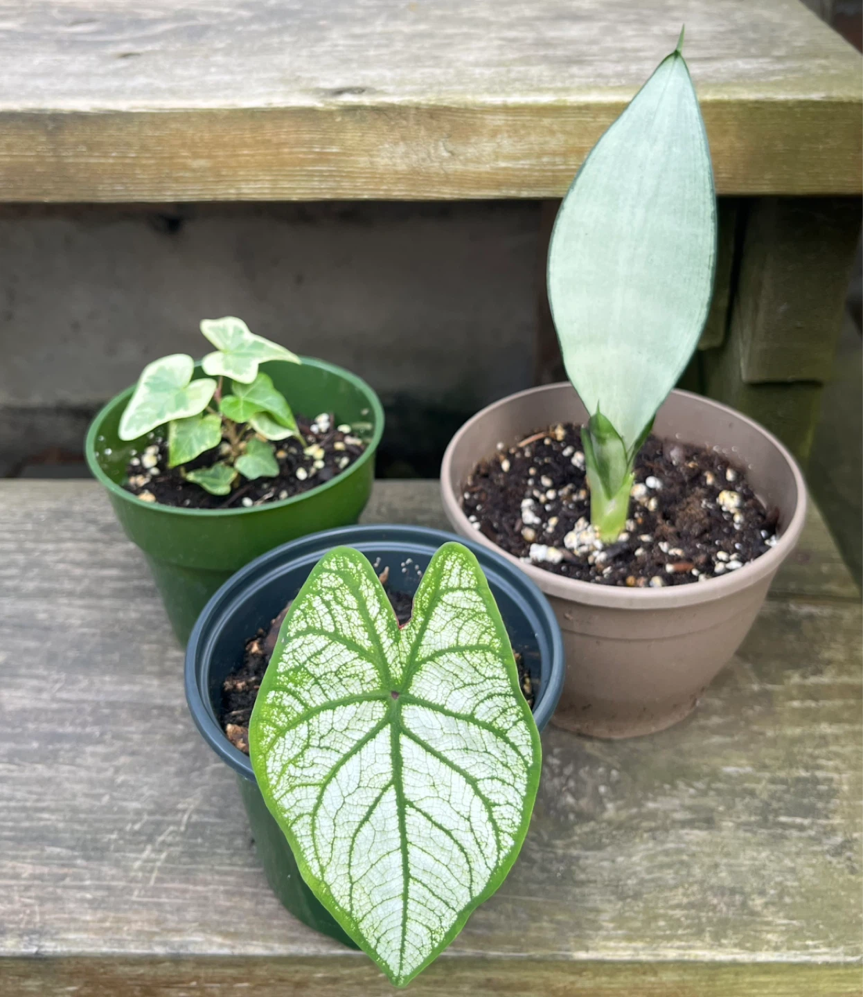 Plant bundle-Caladium & Sansevieria Moonshine& Variegated ivy
