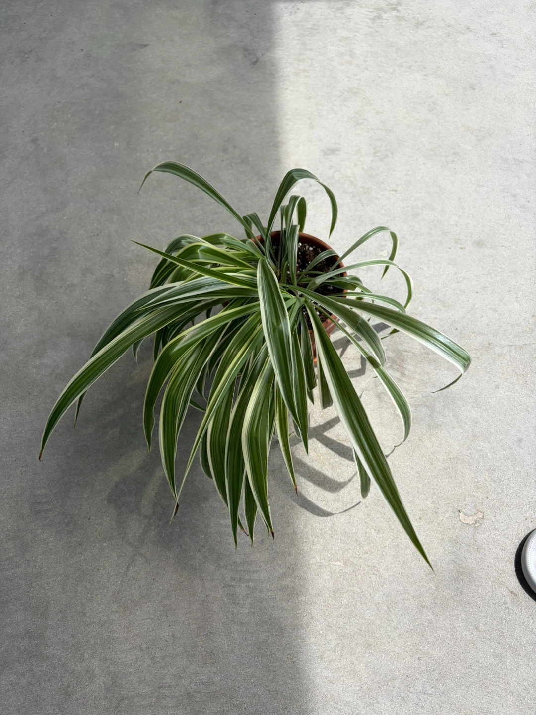 Spider Plant in Pot ⚽️ - photo 2