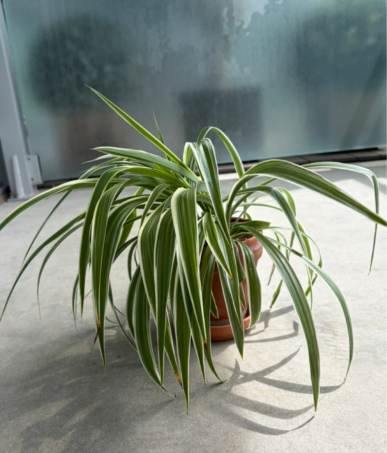 Spider Plant in Pot ⚽️