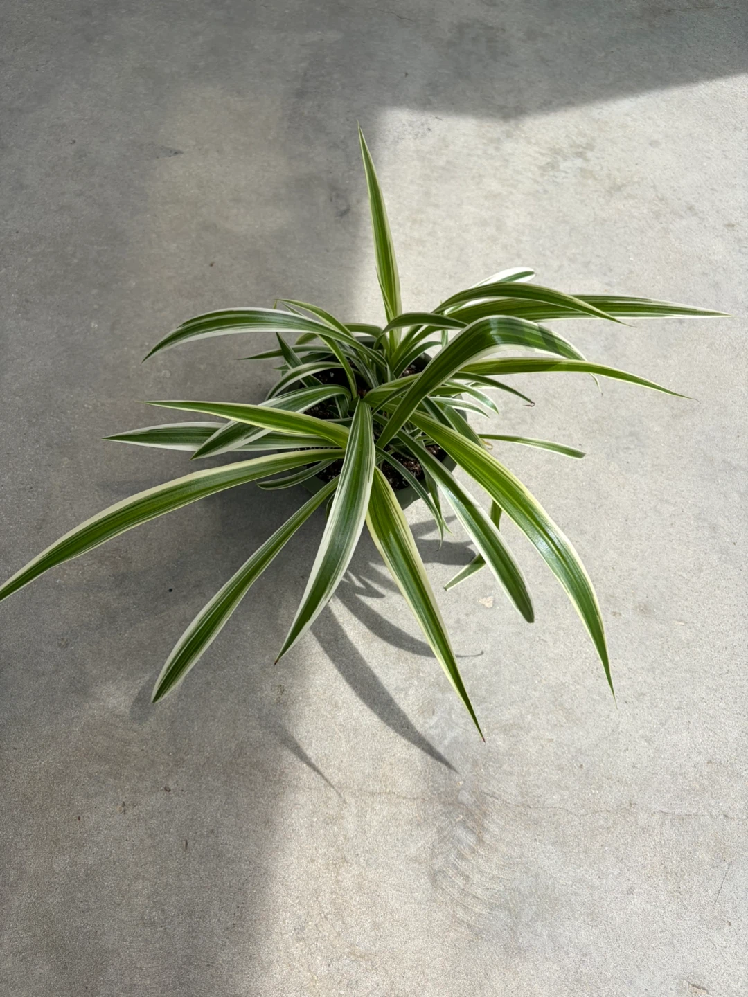 Spider Plant in Green Pot ⚽️ - photo 2