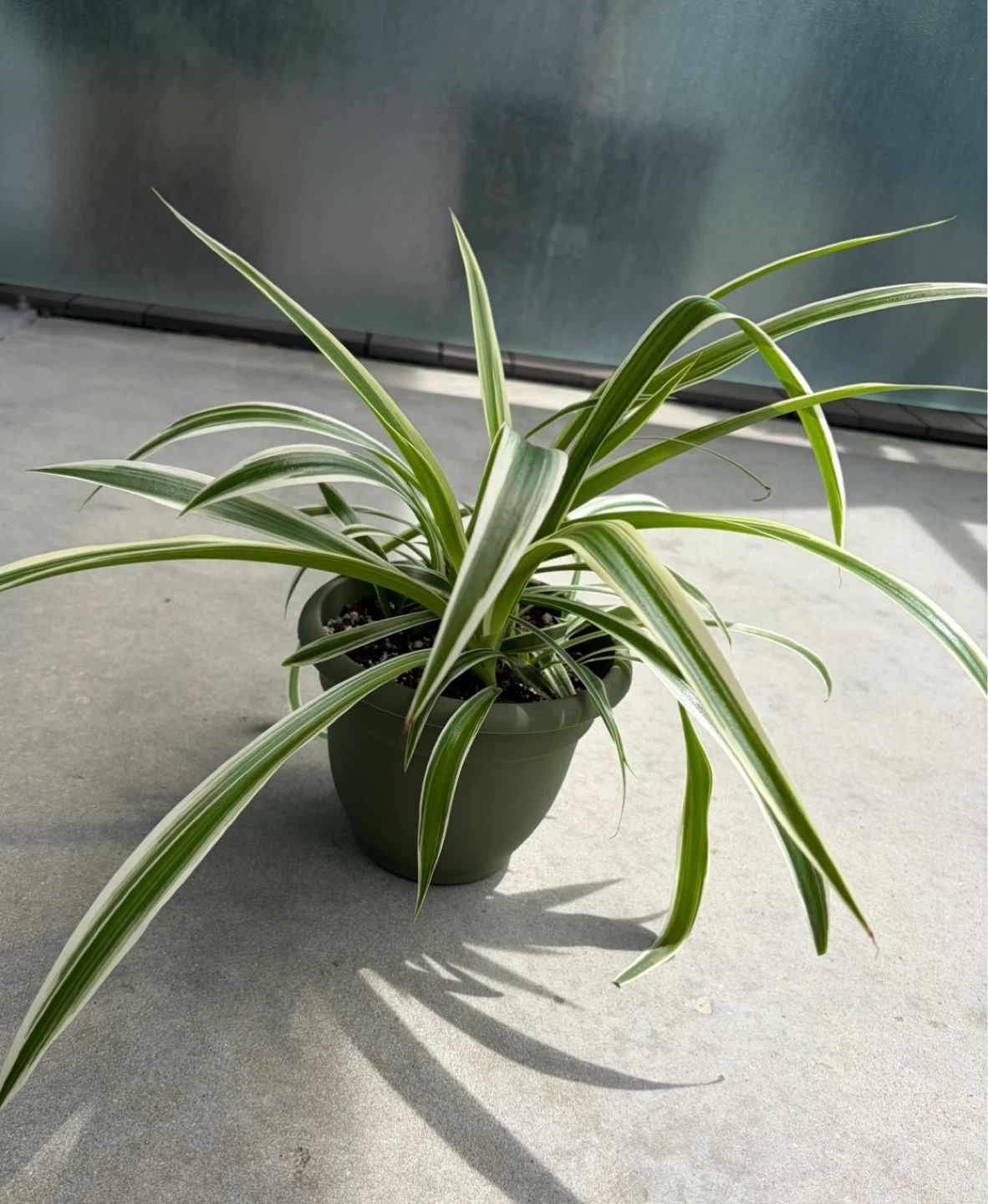 Spider Plant in Green Pot ⚽️