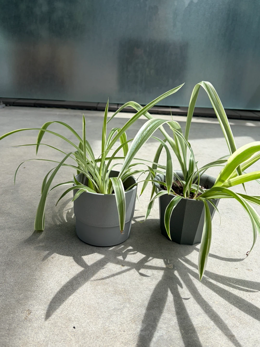 Spider Plant in Pot ⚽️