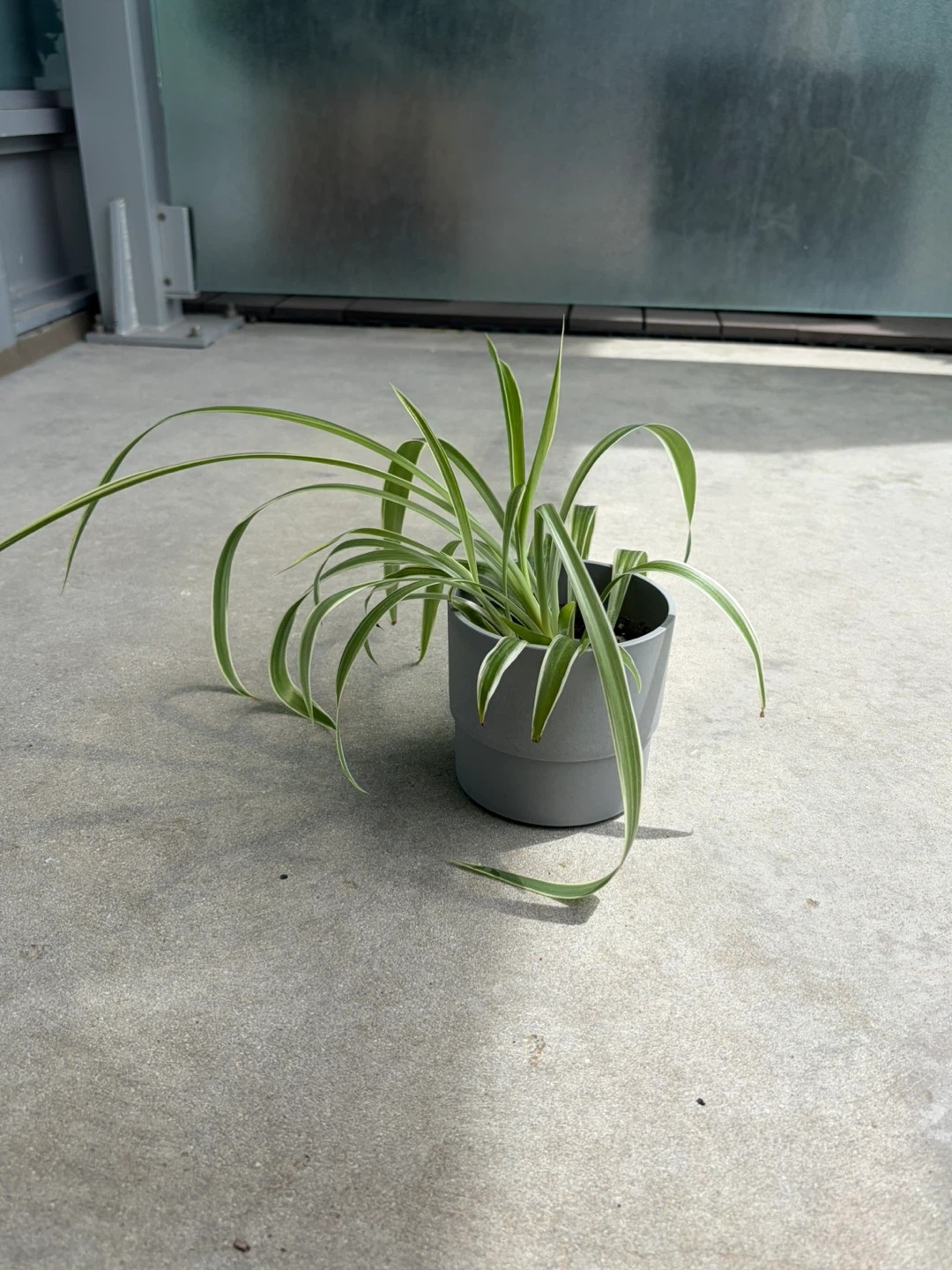 Spider Plant in Pot ⚽️ - photo 2