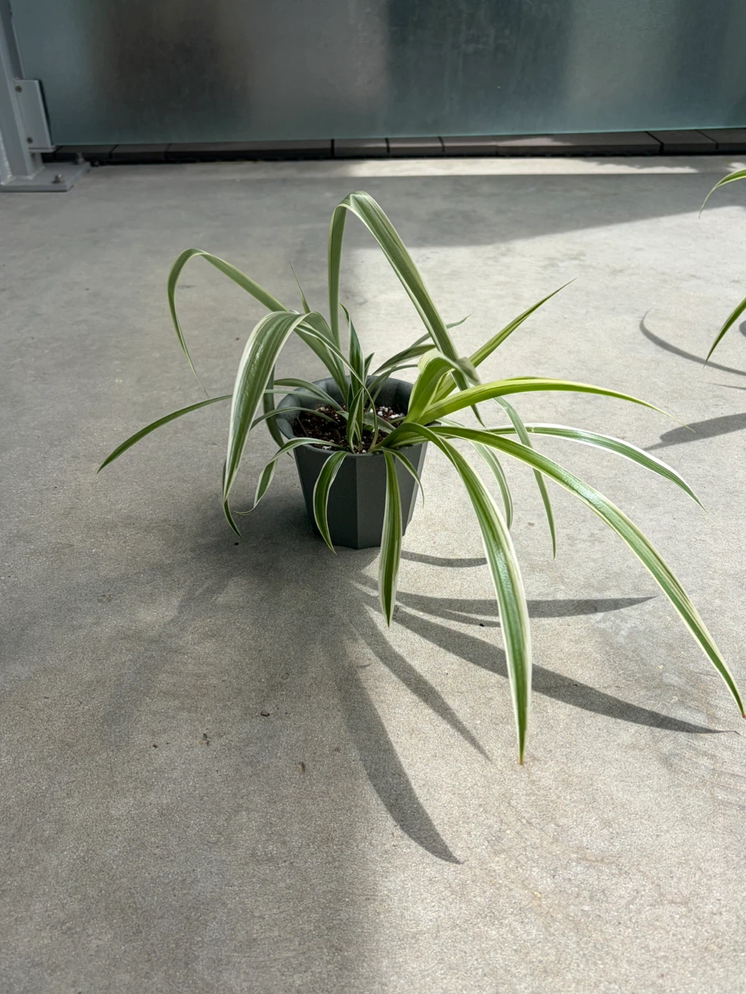 Spider Plant in Pot ⚽️ - photo 4