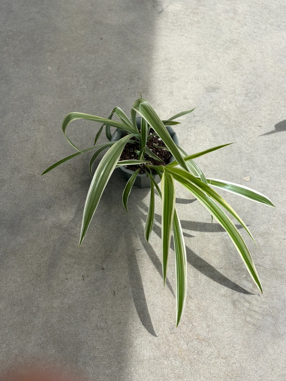 Spider Plant in Pot ⚽️ - photo 5