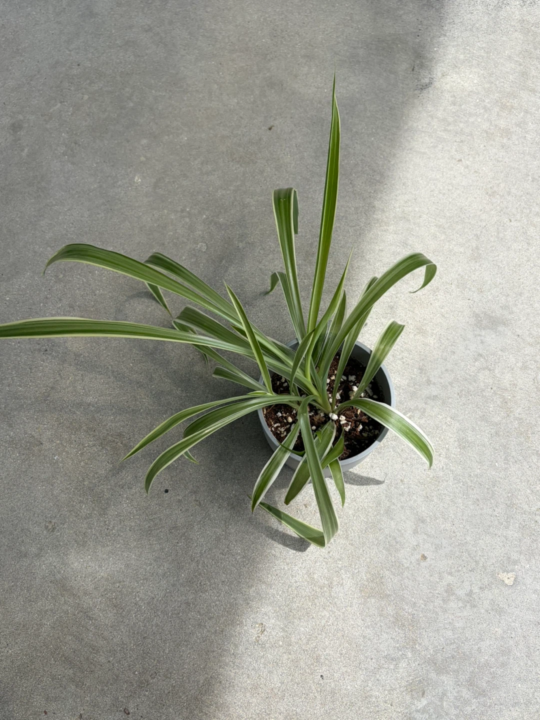 Spider Plant in Pot ⚽️ - photo 3