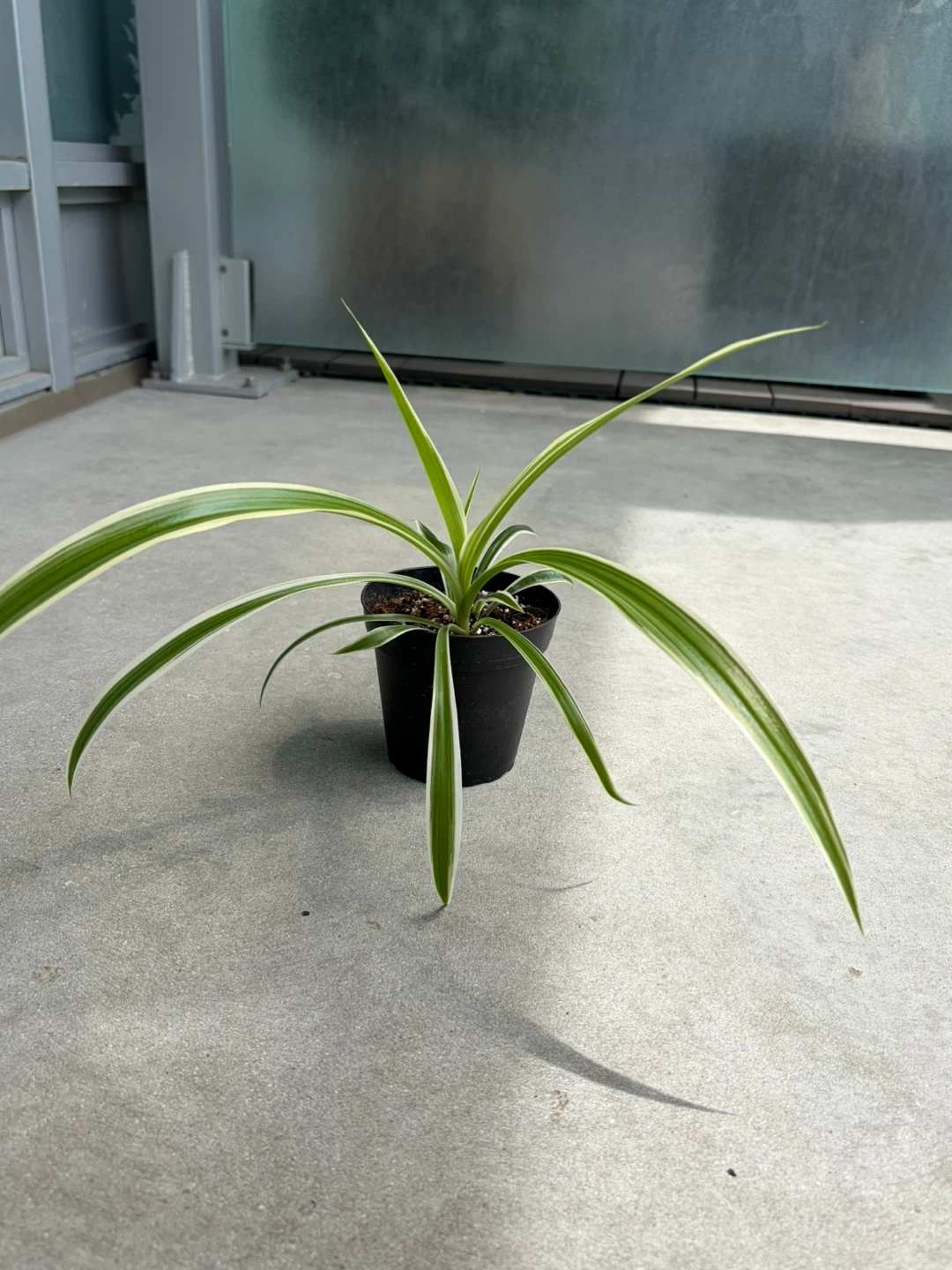 Spider Plant - small ⚽️