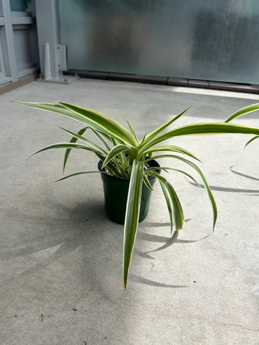 Spider Plant - small ⚽️ - photo 3
