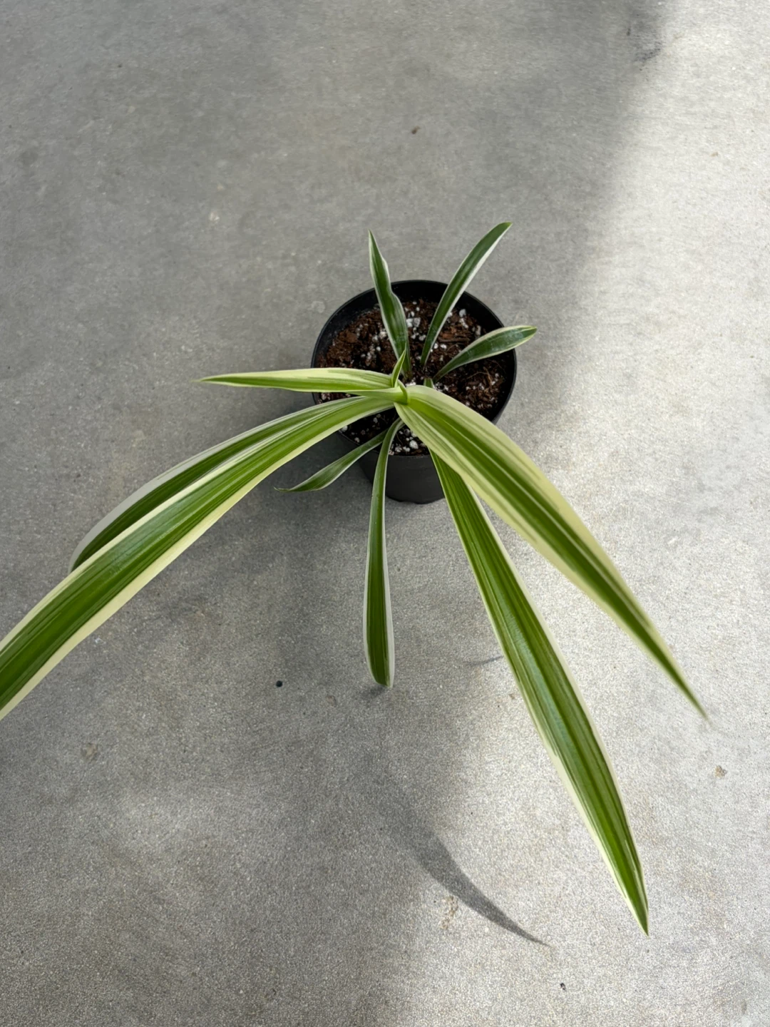 Spider Plant - small ⚽️ - photo 2