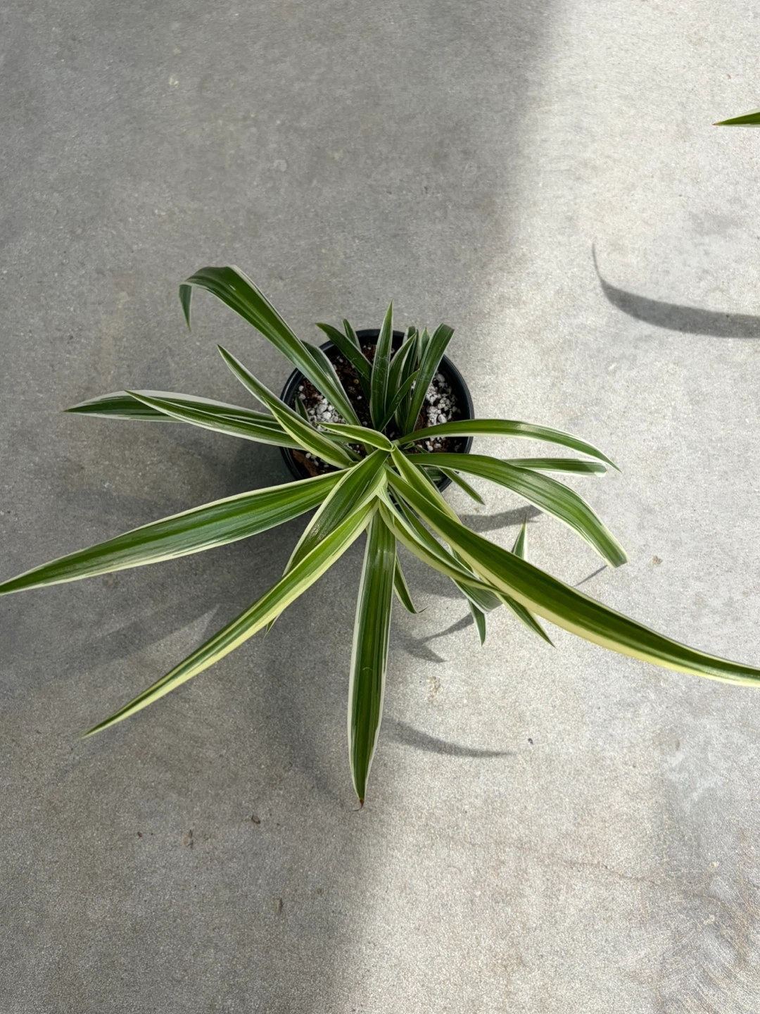 Spider Plant - small ⚽️ - photo 4