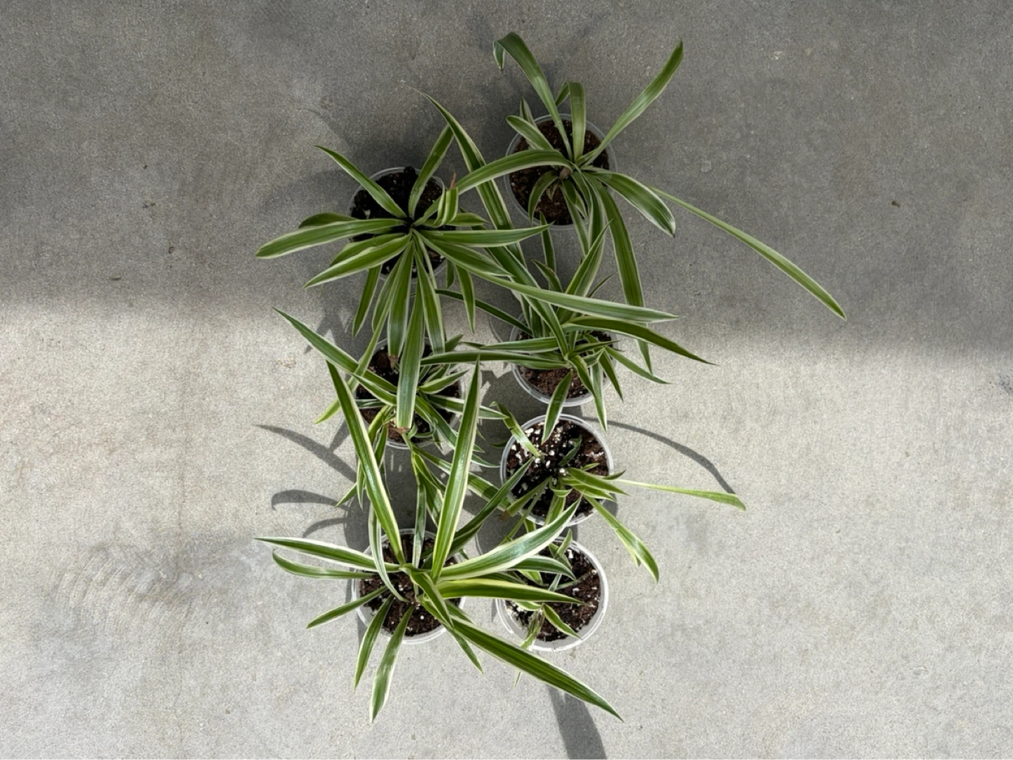 Small Spider Plants - Buy 2, get 1 free ⚽️