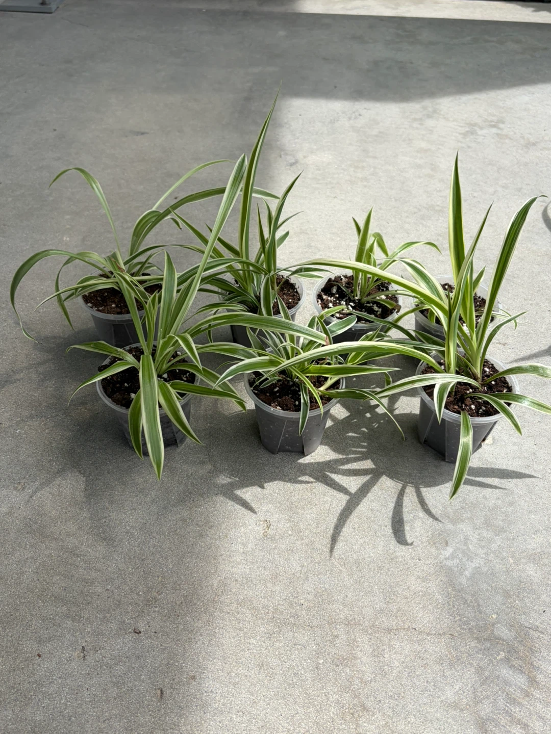 Small Spider Plants - Buy 2, get 1 free ⚽️ - photo 2