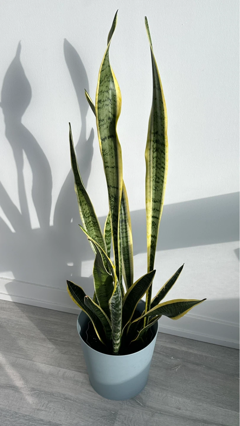 Snake Plant - 117cm tall - photo 2