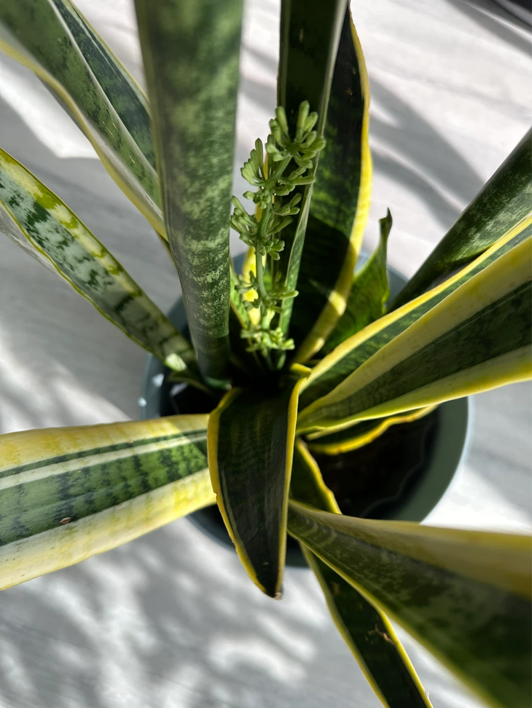 Snake Plant - 117cm tall - photo 3
