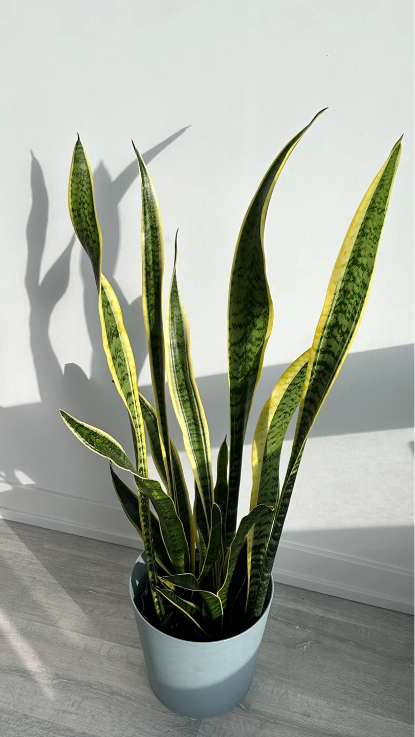Snake Plant - 110cm tall - photo 2