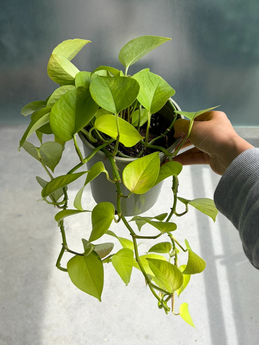 Pothos Plant in Pot ⚽️ - photo 2