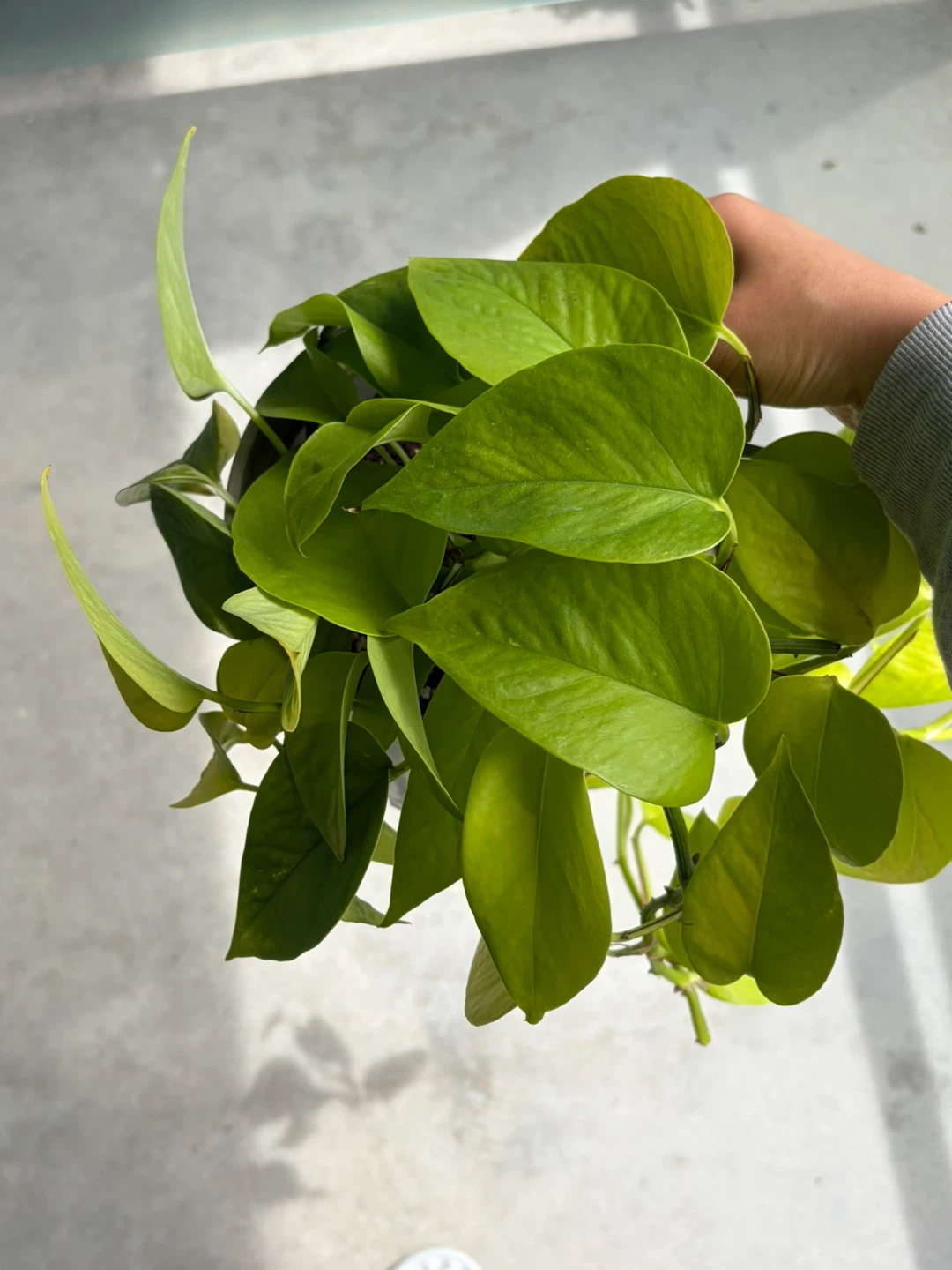 Pothos Plant in Pot ⚽️ - photo 3