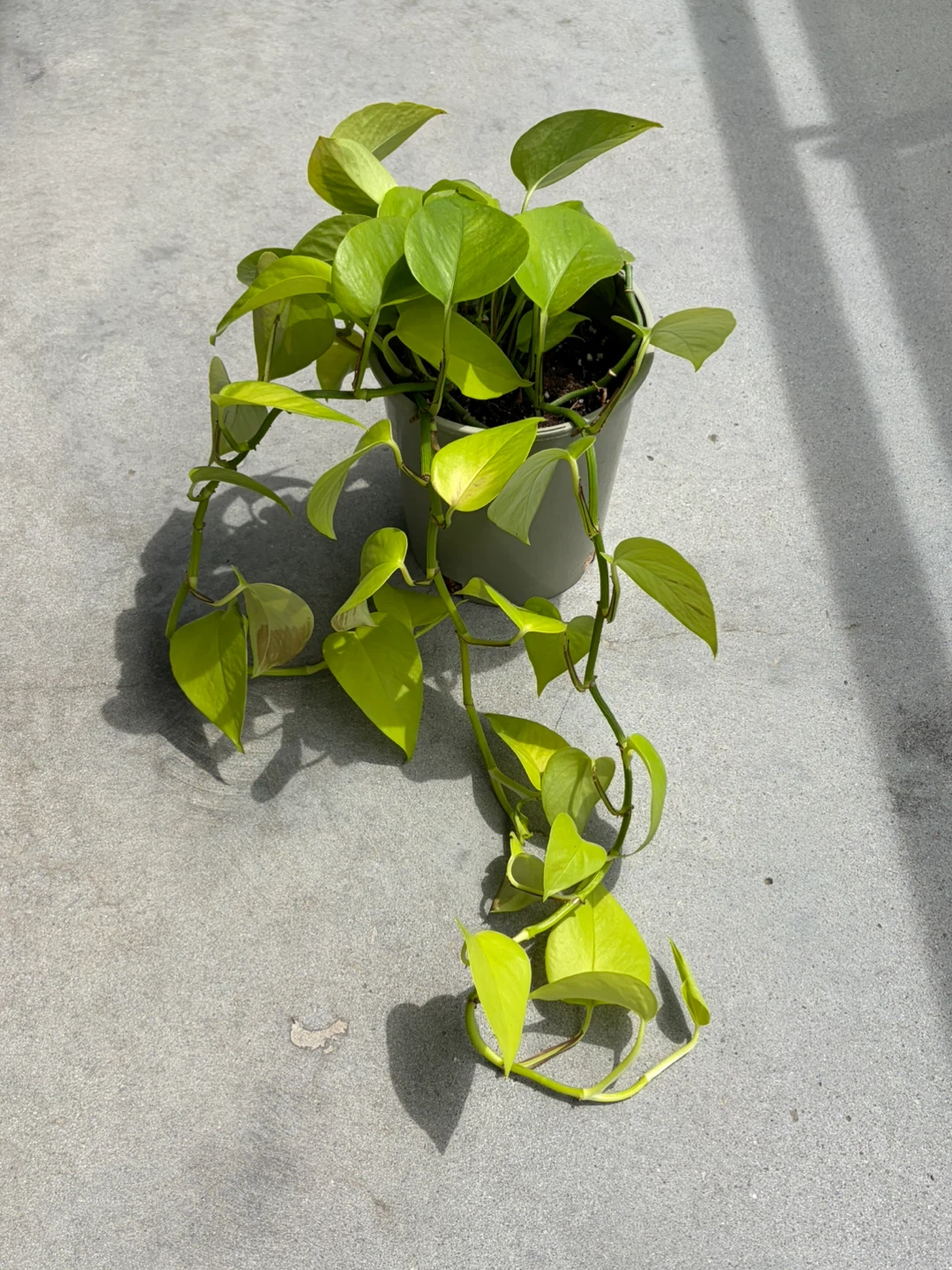 Pothos Plant in Pot ⚽️