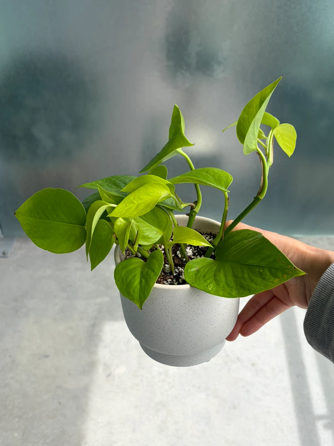 Pothos Plant in Pot ⚽