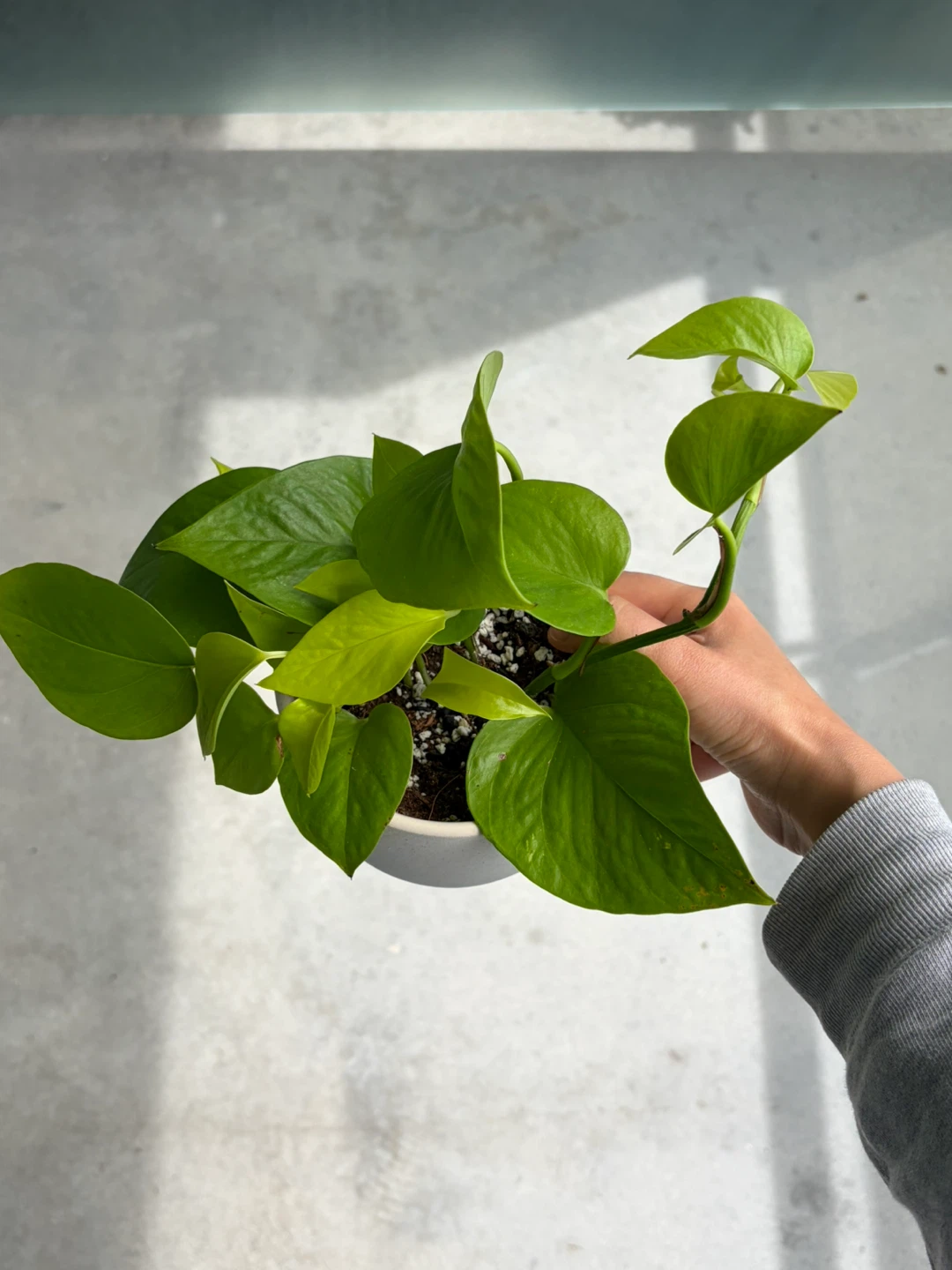 Pothos Plant in Pot ⚽ - photo 3