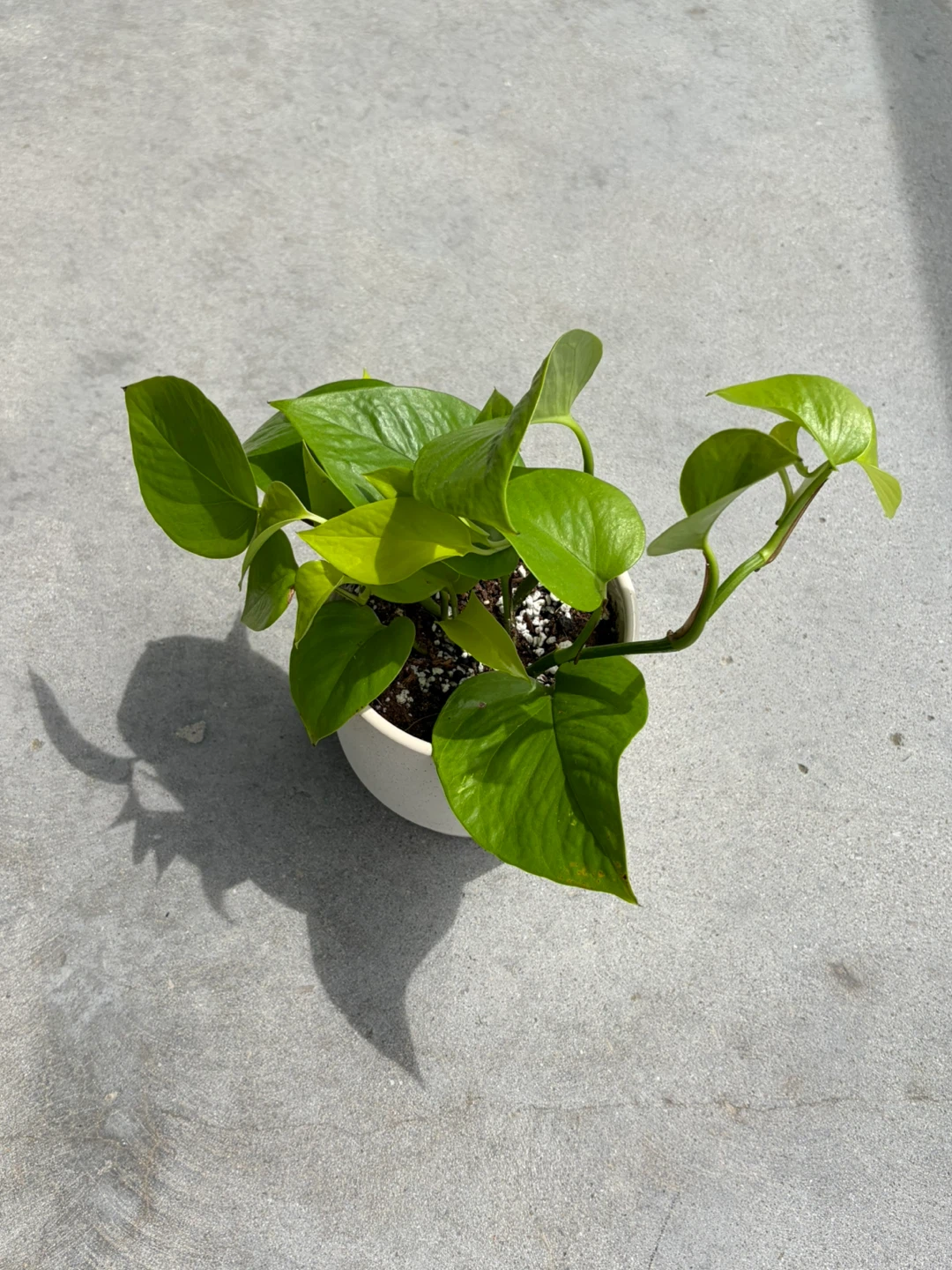 Pothos Plant in Pot ⚽ - photo 2