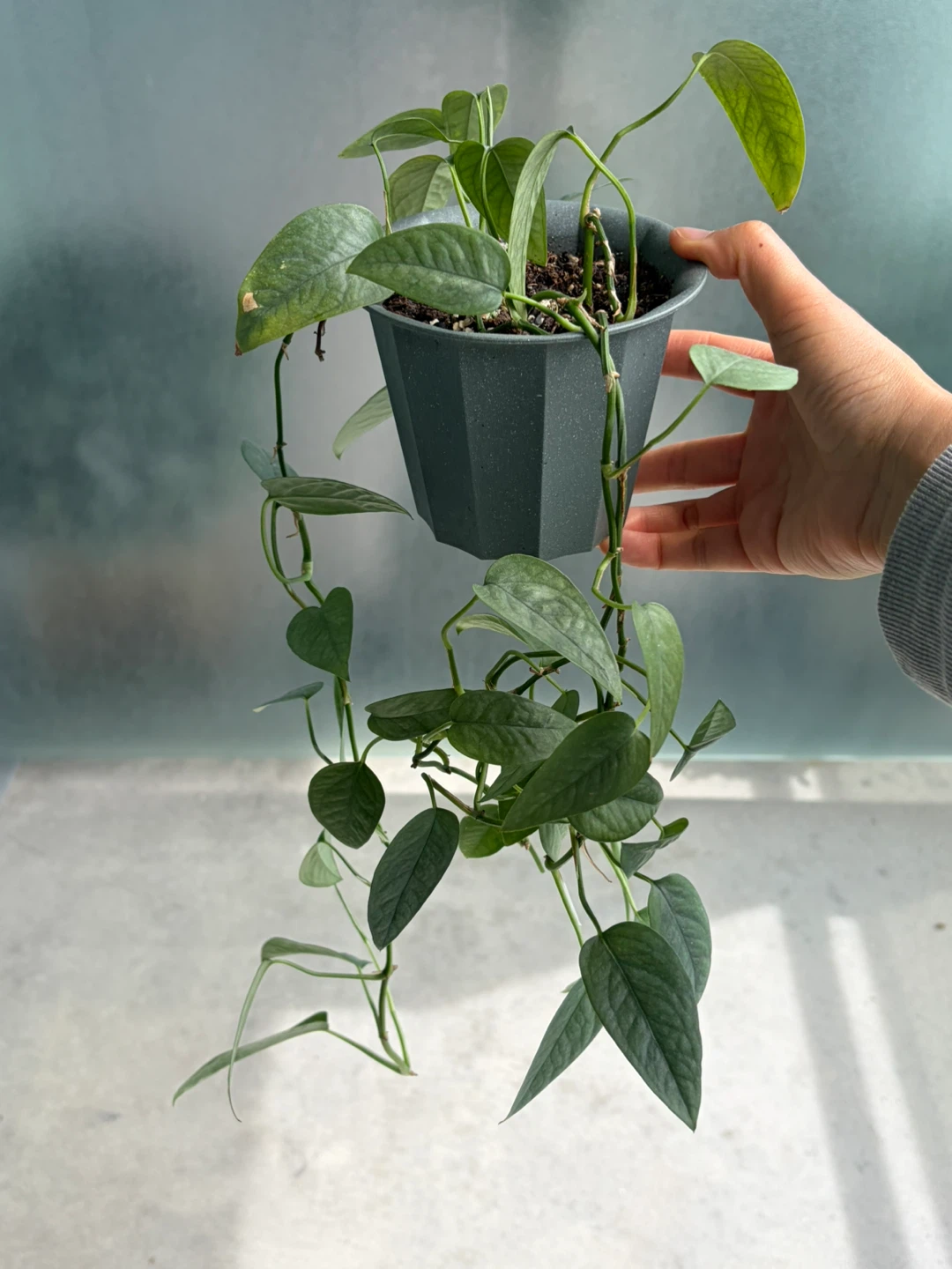 Pothos Plant in Pot ⚽
