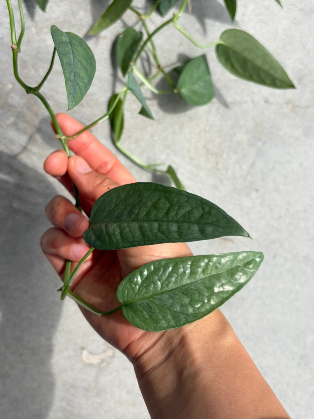 Pothos Plant in Pot ⚽ - photo 3