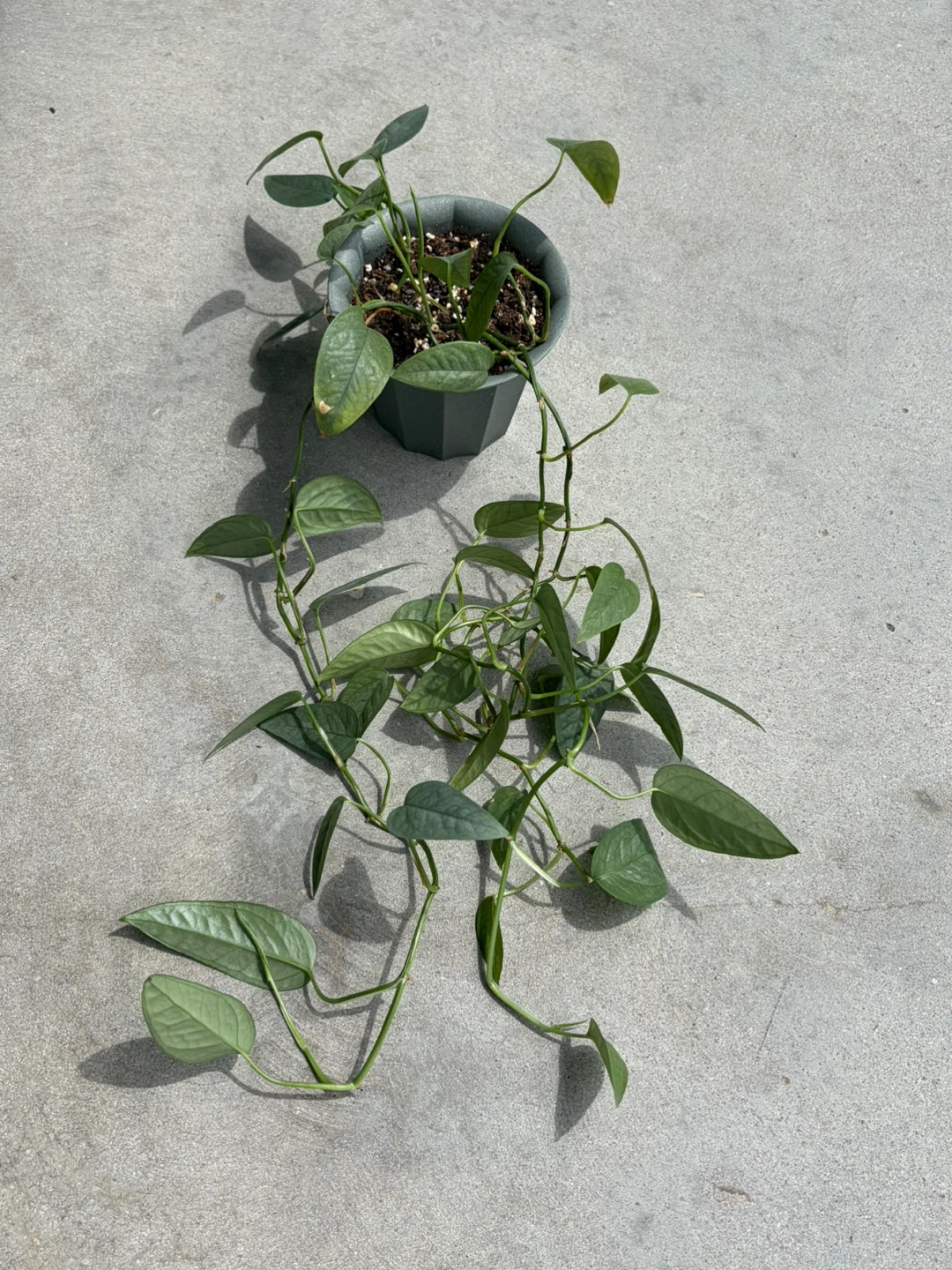 Pothos Plant in Pot ⚽ - photo 2