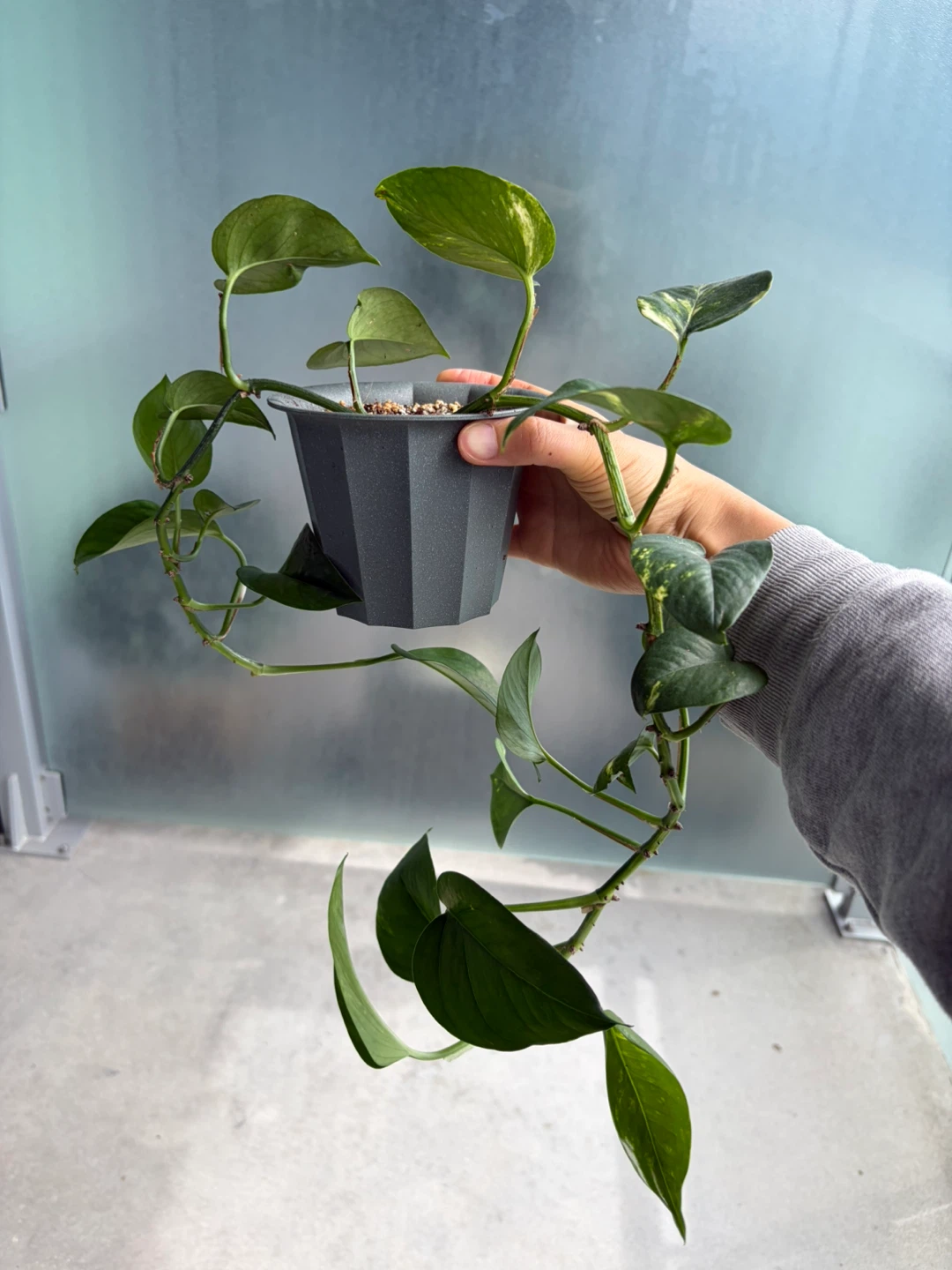 Pothos Plant in Grey Pot ⚽ - photo 2
