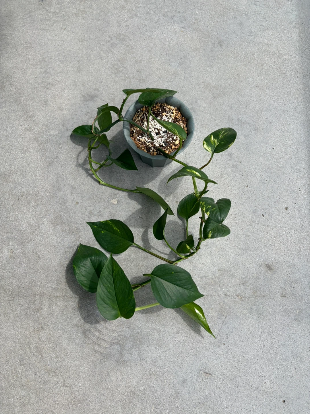 Pothos Plant in Grey Pot ⚽