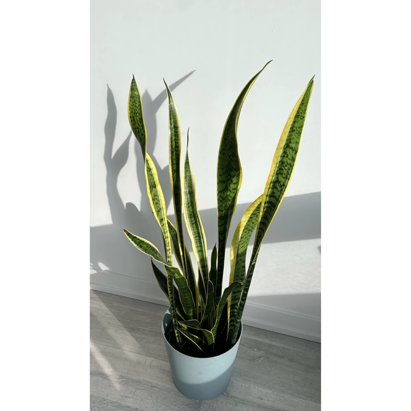 Snake Plant - 110cm tall