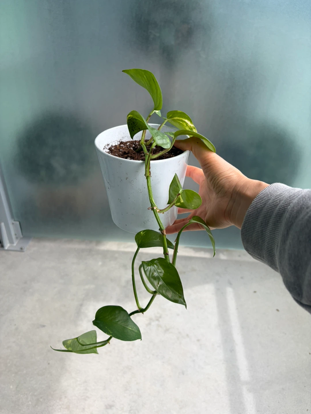Pothos Plant in White Pot ⚽ - photo 2