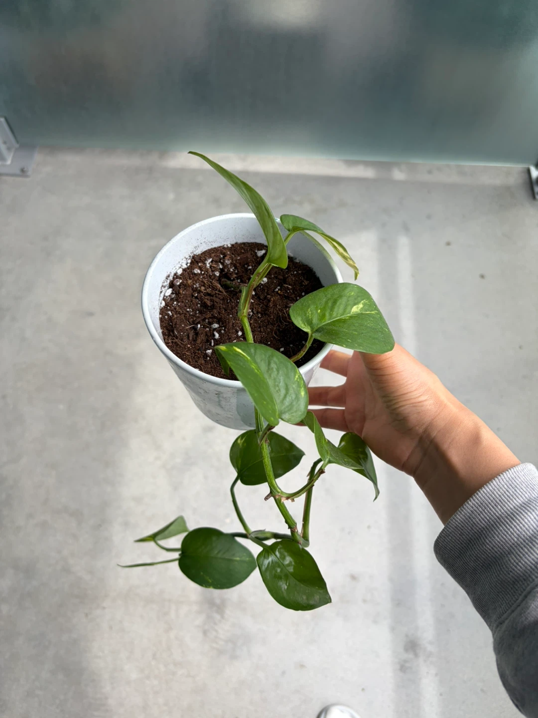 Pothos Plant in White Pot ⚽