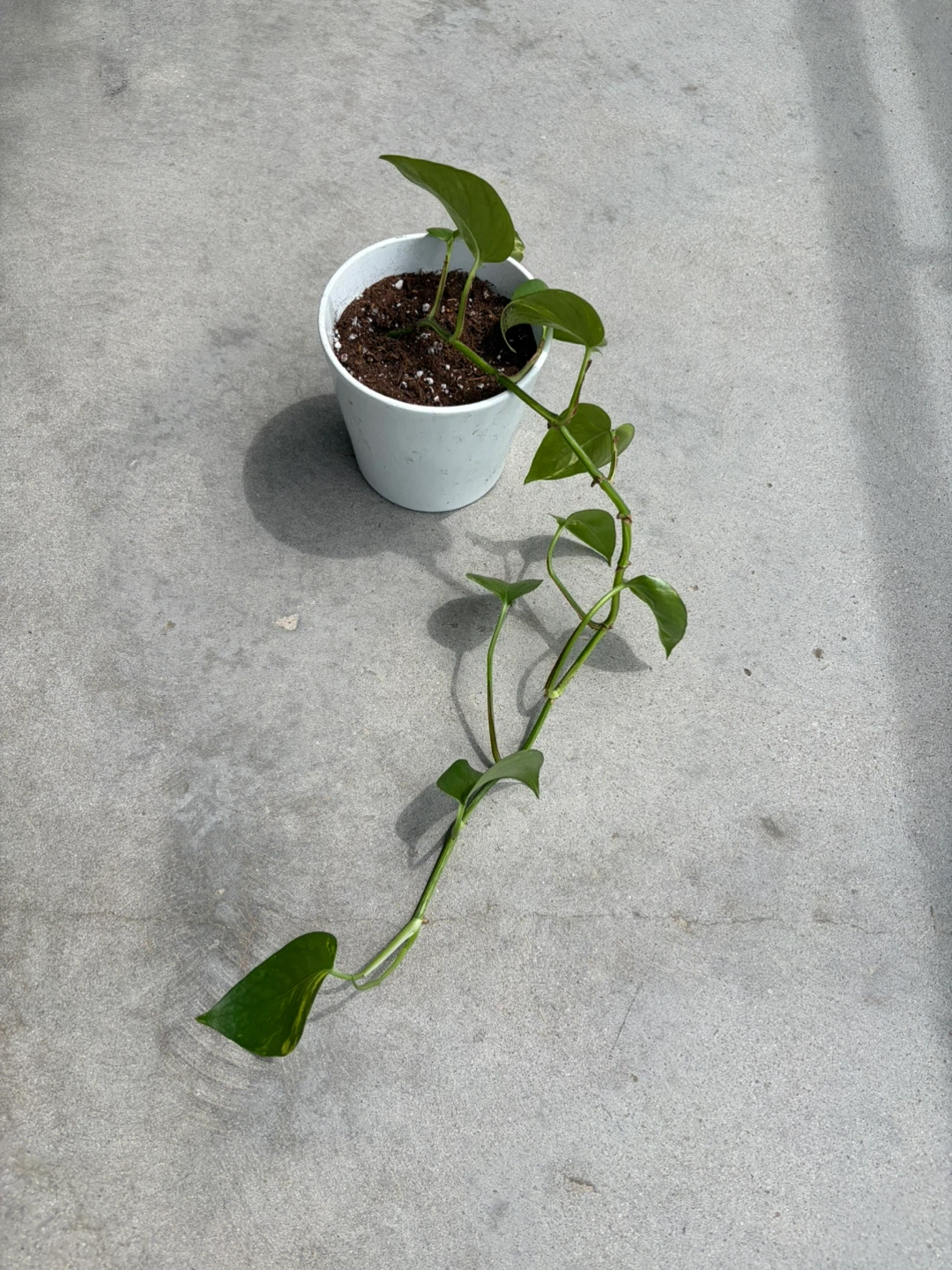 Pothos Plant in White Pot ⚽ - photo 3