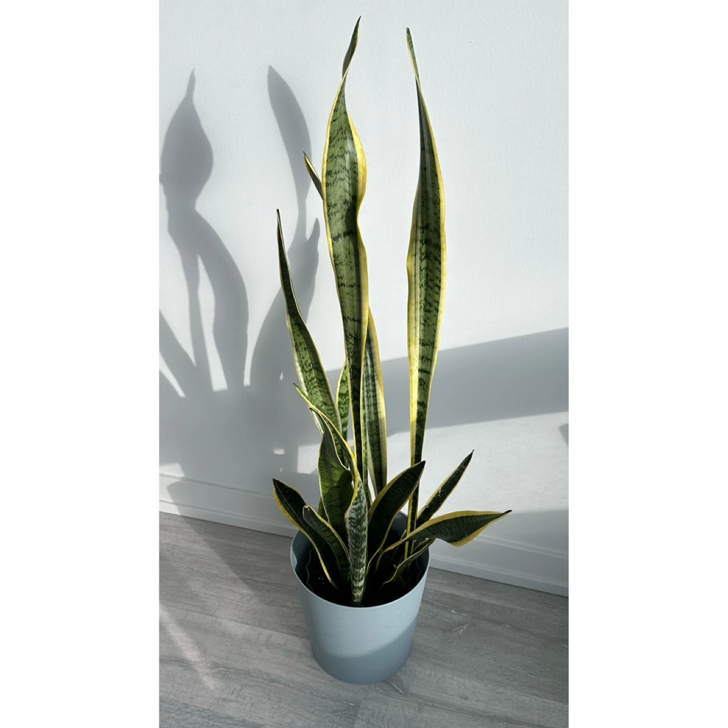 Snake Plant - 117cm tall