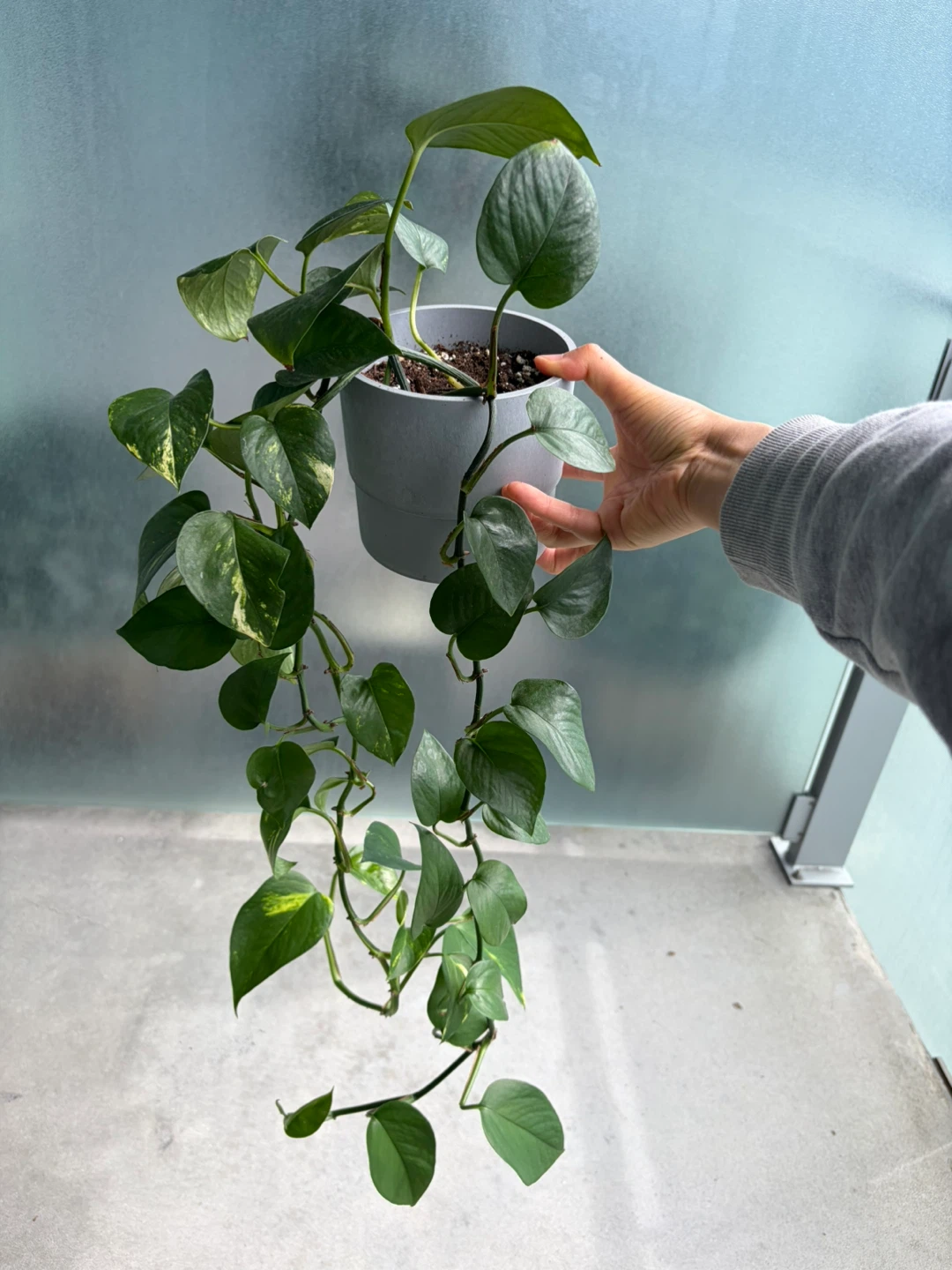 Pothos Plant in Grey Pot ⚽ - photo 2