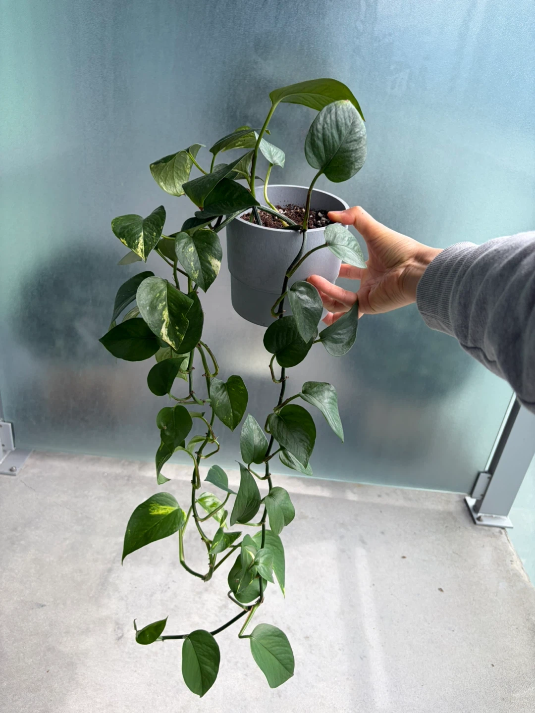 Pothos Plant in Grey Pot ⚽ - photo 3