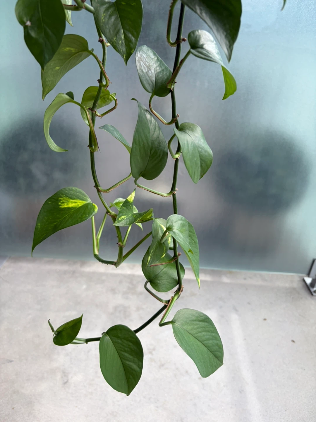 Pothos Plant in Grey Pot ⚽ - photo 4