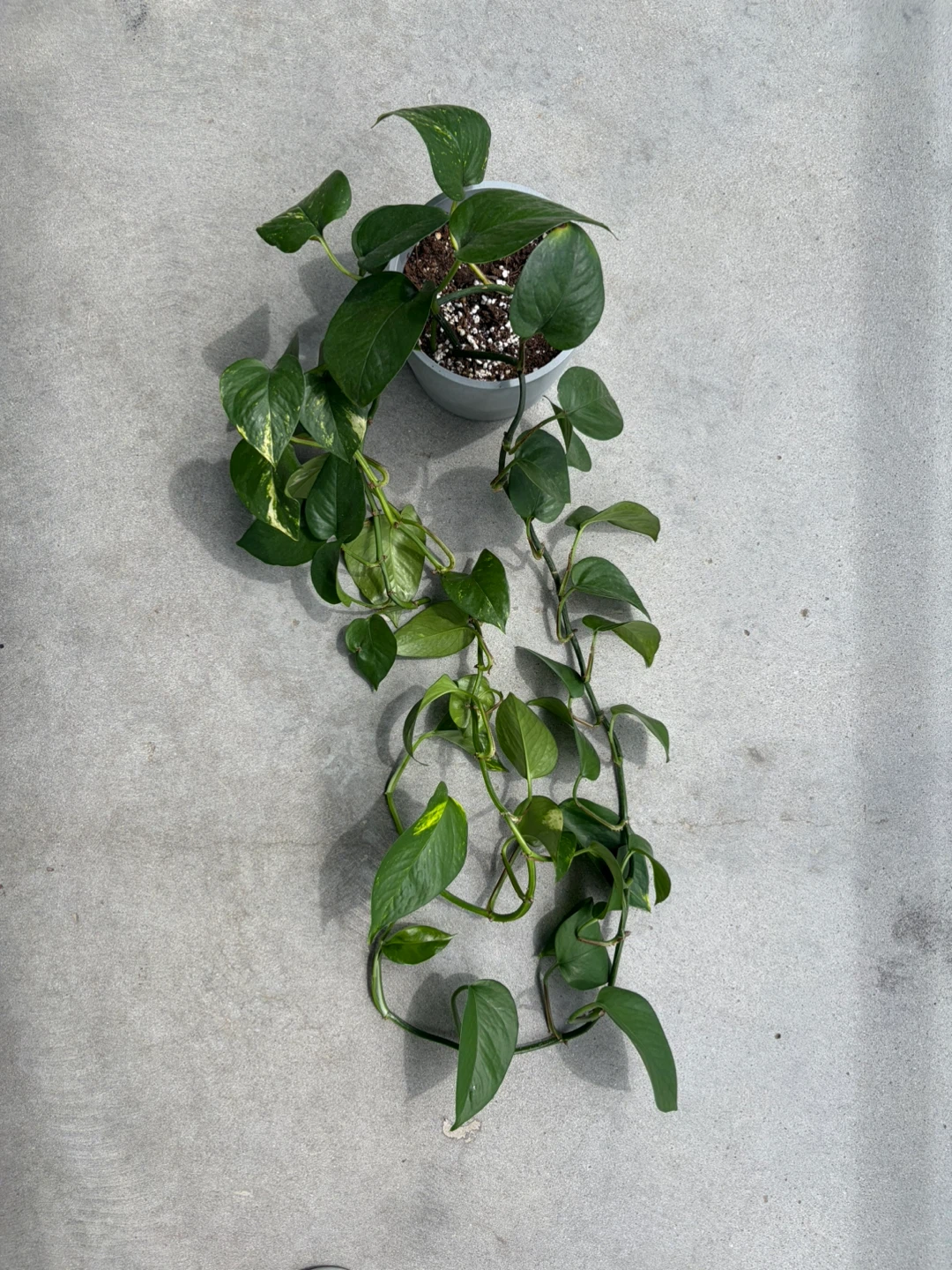 Pothos Plant in Grey Pot ⚽