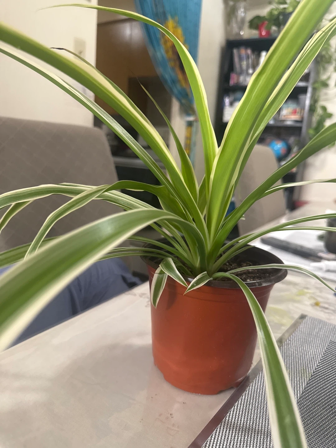 Spider Plant in Pot⚽️