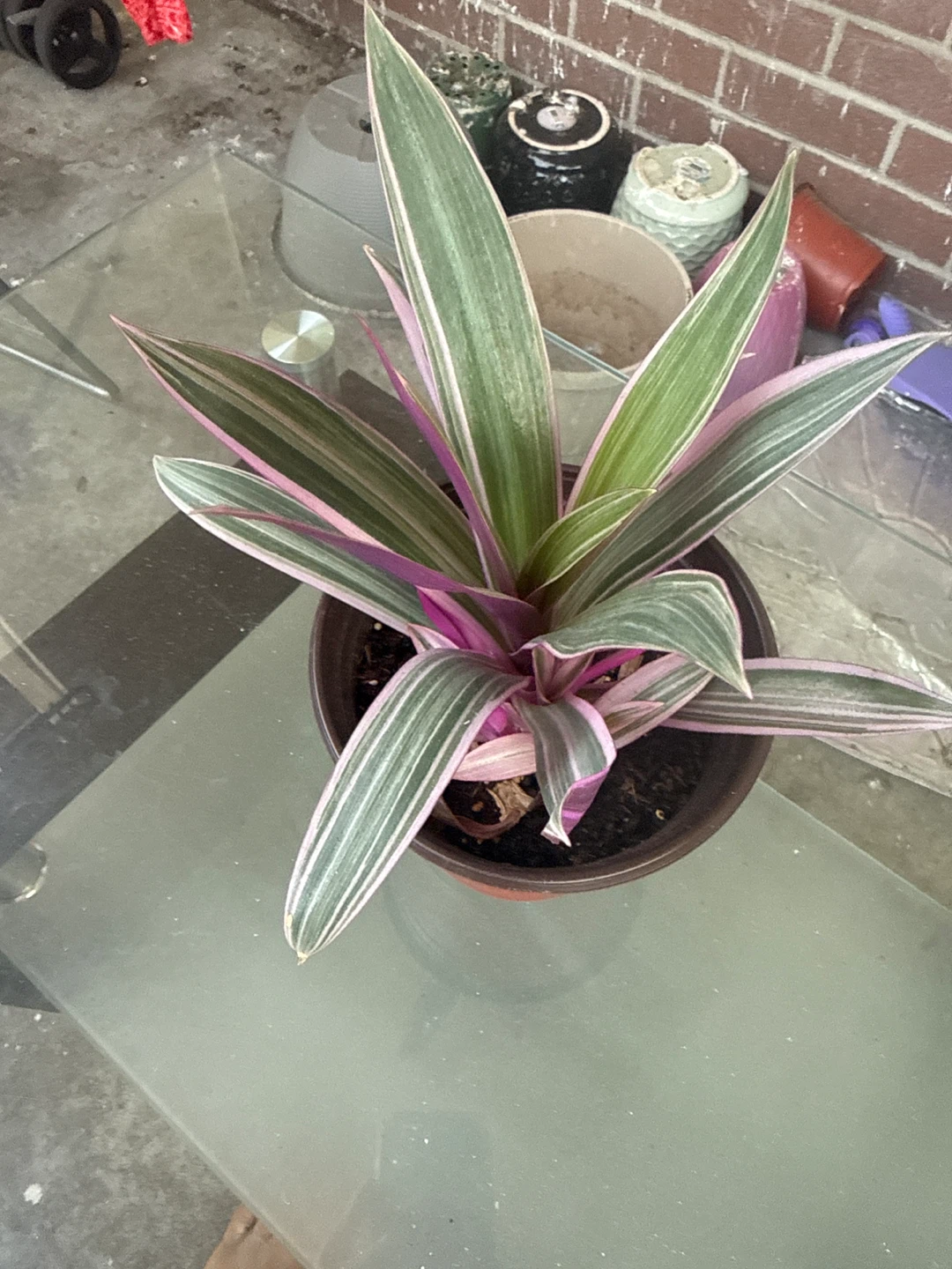 Oyster Plant in Pot⚽️