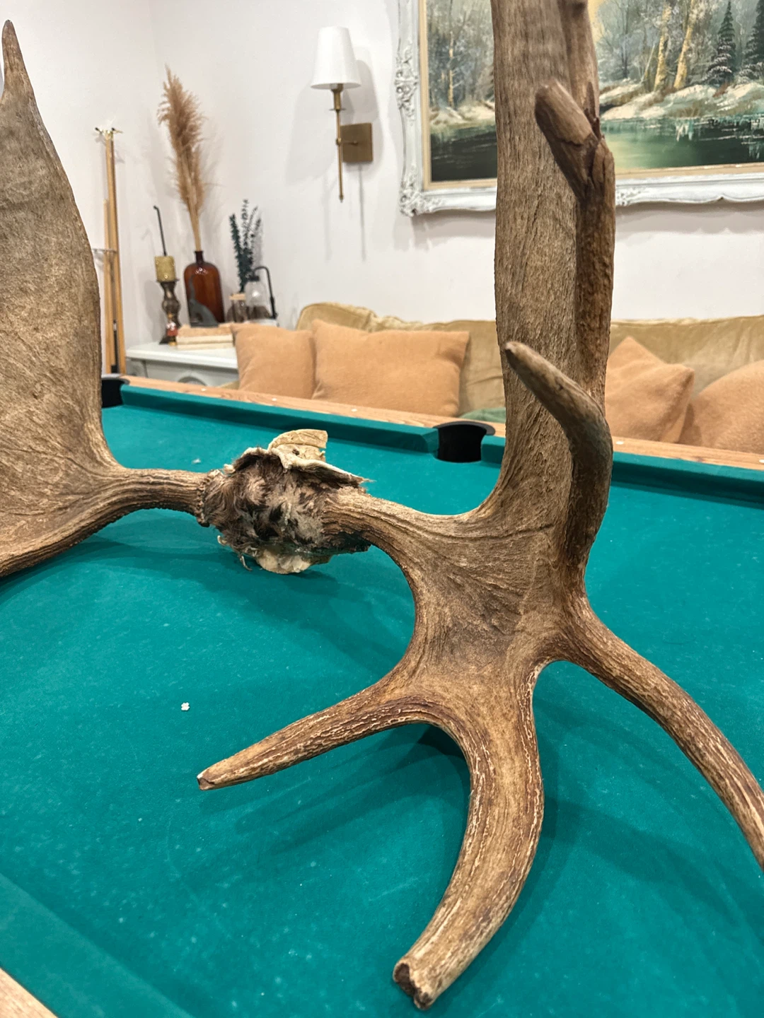 Large Moose Antlers - photo 2